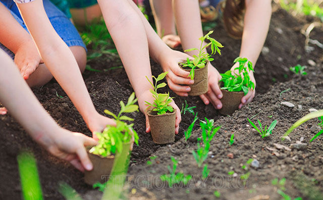 trồng cây xanh bảo vệ môi trường
