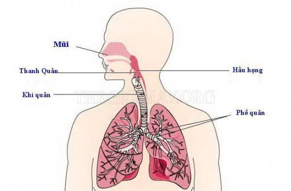 Đường đi của không khí qua các cơ quan trong hệ hô hấp