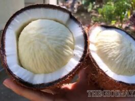 Những điều cần biết về mộng dừa