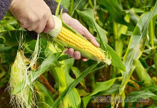 Biện pháp khắc phục tình trạng ngô ít hạt trong nông nghiệp