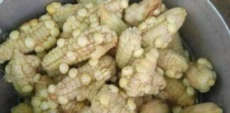 Tìm hiểu về nghĩa đen và nghĩa bóng của “ngô ít hạt”