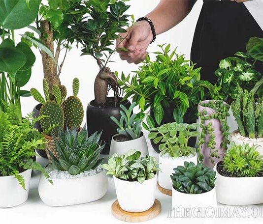 Cách chọn cây cảnh hợp mệnh Mộc