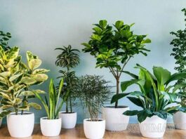 Cây cảnh hợp mệnh Thổ nên trồng trong nhà, nơi làm việc