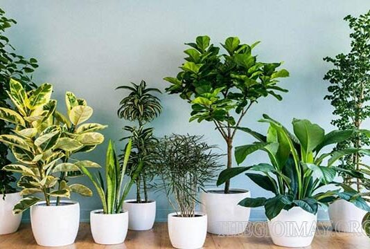 Cây cảnh hợp mệnh Thổ nên trồng trong nhà, nơi làm việc