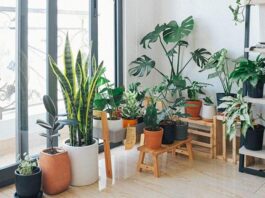 Cách chọn cây hợp mệnh Thủy
