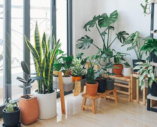 Cách chọn cây hợp mệnh Thủy